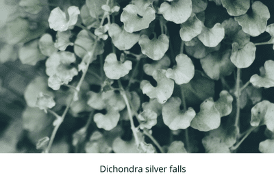 texture, plan, carexes, feather falls, silver falls, life is a garden, march, listicle, phormium