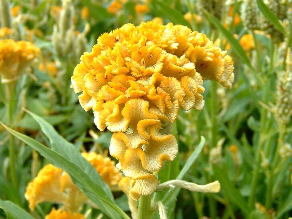 Close-up of a vibrant yellow Celosia plant.