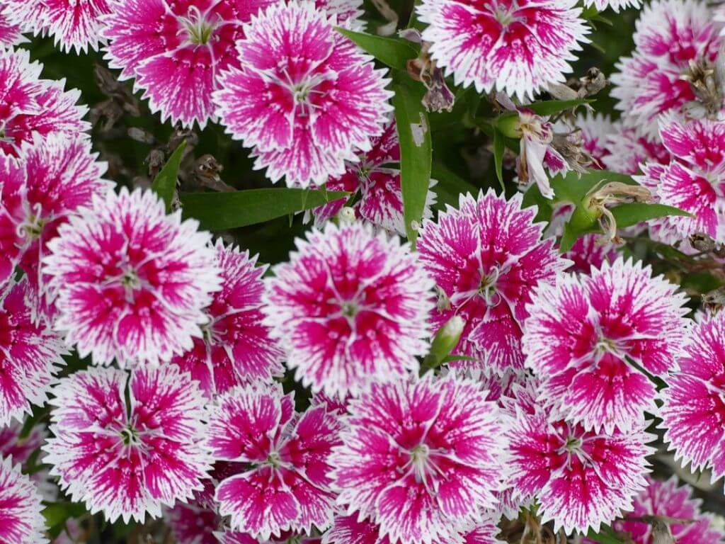Cluster of bright pink and white Dianthus flowers.