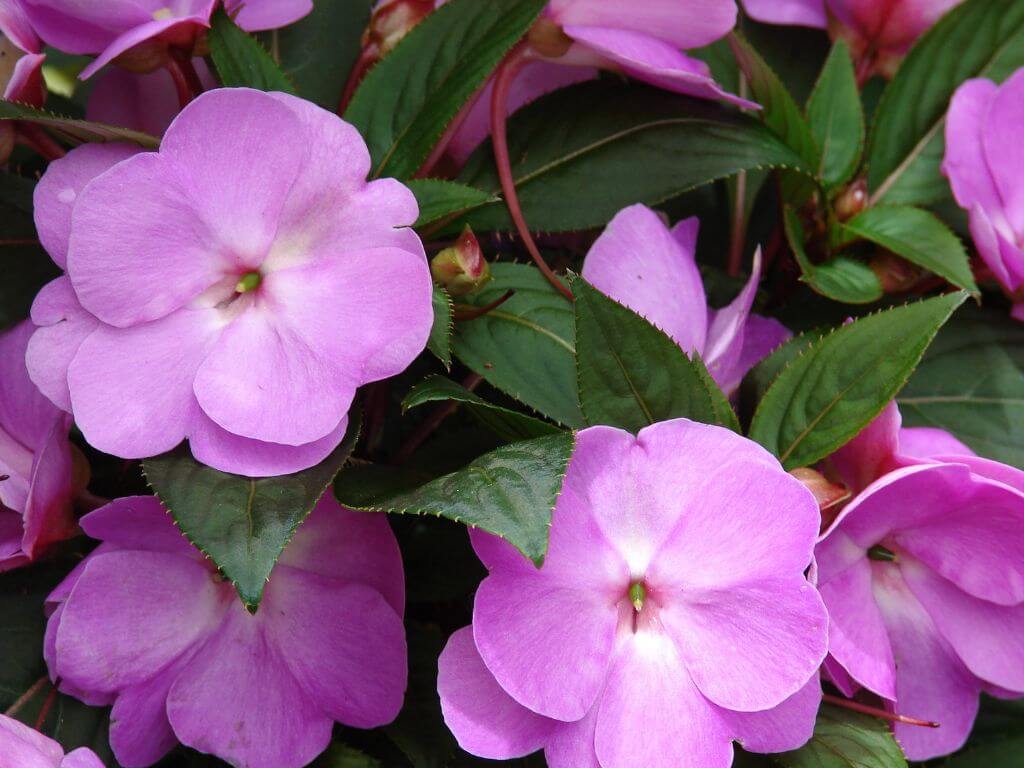 A cluster of pink New Guinea Impatiens.