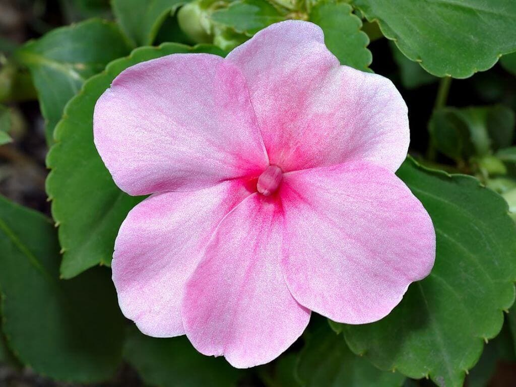 A close-up of a pink impatiens flower