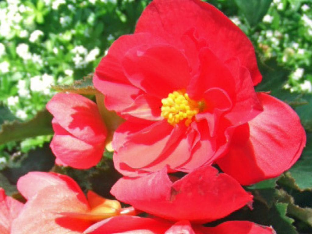 Close-up of a bright red begonia flower against a green leafy background.