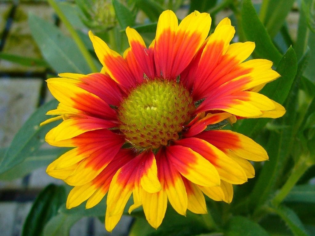 Vibrant red and yellow Gaillardia flower with green centre.