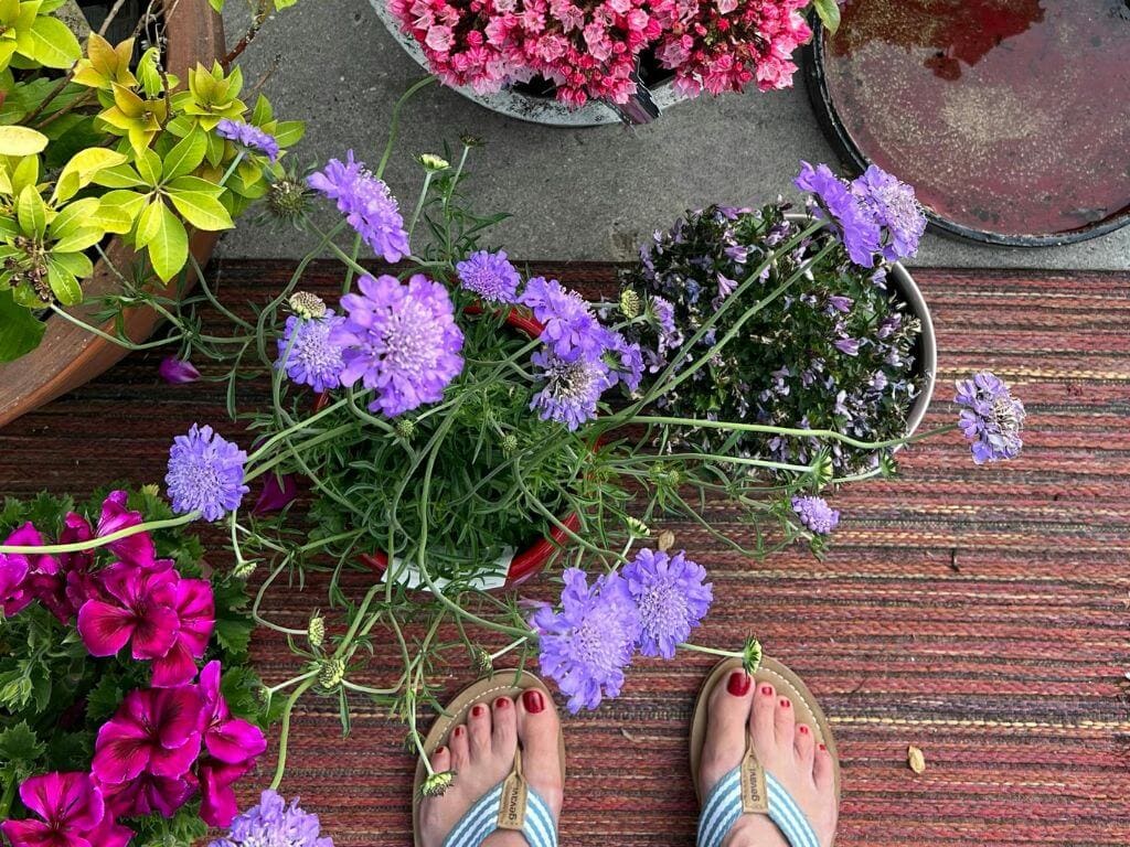 A variety of potted flowers in shades of purple, pink, and green on a patio with a striped mat.