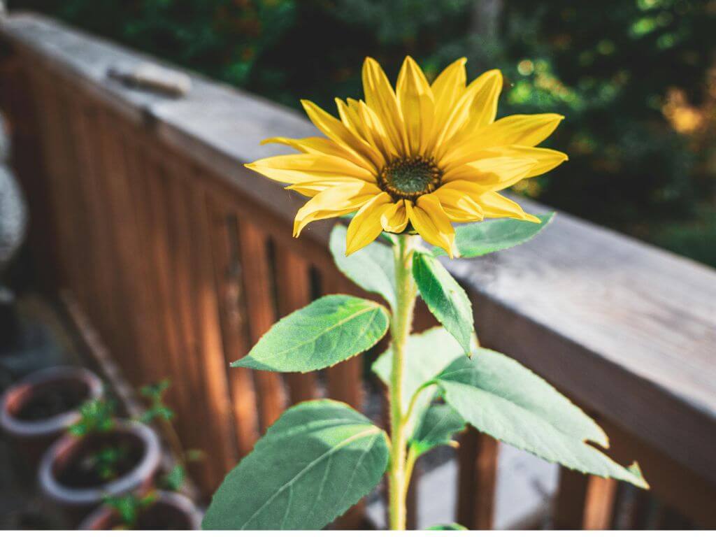 A single bright yellow sunflower growing on a sunny balcony.
